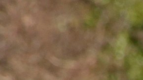 Pedestrian Crosswalk Safety