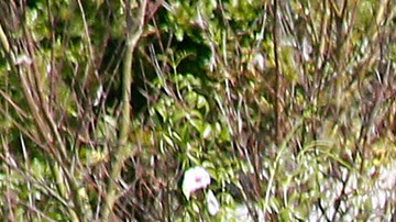 Error de cálculo de escuadrón antibombas causó explosión de fuegos artificiales