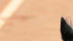 Perros sin hogar se convierten en recogepelotas del Abierto de Tenis en Brasil