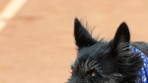 Perros sin hogar se convierten en recogepelotas del Abierto de Tenis en Brasil