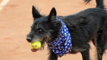 Perros sin hogar se convierten en recogepelotas del Abierto de Tenis en Brasil