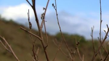 Fosas clandestinas descubiertas en Veracruz por iniciativa de familiares de desaparecidos.