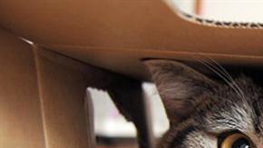 El gato más visto en YouTube