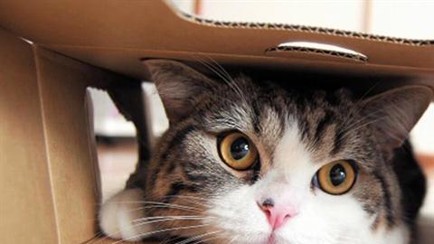 El gato más visto en YouTube