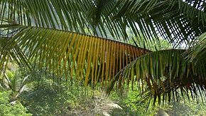 Decomiso de cocaína en Colombia