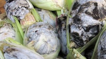 Huitlacoche