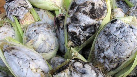 Huitlacoche