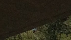 Miles de personas recorrieron ayer las calles del Valle de San Fernando en memoria del líder campesino César Chávez, en una manifestación que aparte de abogar por los derechos laborales también sirvió para mostrar un descontento con las acciones del presidente Donald Trump en contra de los indocumentados. /Francisco Castro