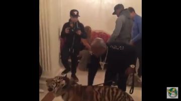 Floyd Mayweather se pasea con sus tigres en hotel en Moscú
