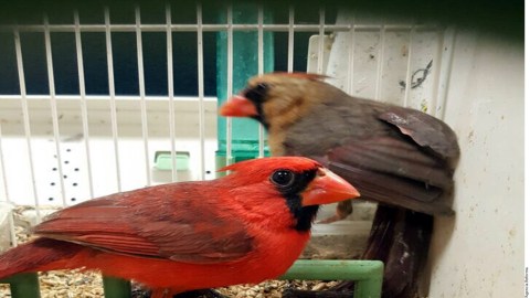 Decomiso de aves