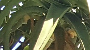 El restaurante Saint Marc Pub-Café ofició una disculpa.