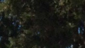 Jóvenes se manifiestan a favor de la política de “Estado Santuario” aprobada el año pasado por la legislatura estatal. (Francisco Castro)