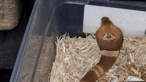 Cobra desaparecida.