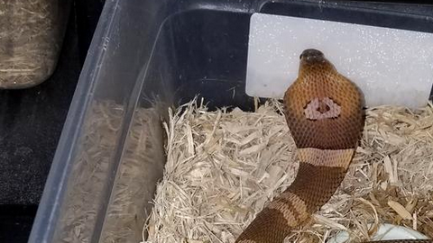 Cobra desaparecida.