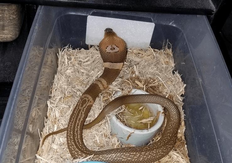 Cobra desaparecida.