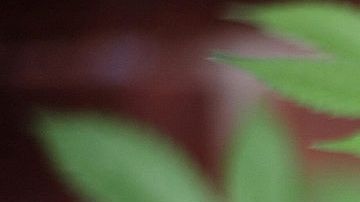 La Propuesta 64 incluye una cláusula que prohíbe el uso del cannabis en áreas públicas y donde esté prohibido fumar tabaco.