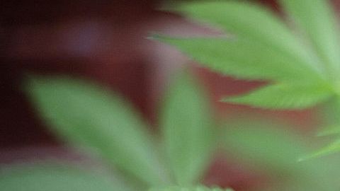 La Propuesta 64 incluye una cláusula que prohíbe el uso del cannabis en áreas públicas y donde esté prohibido fumar tabaco.