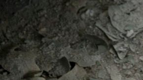 México, leche contaminada y Chernóbil