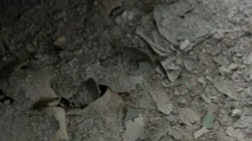 México, leche contaminada y Chernóbil