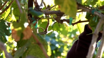 Desde 2002, la fuerza laboral en las fincas de California ha disminuido un 40%.