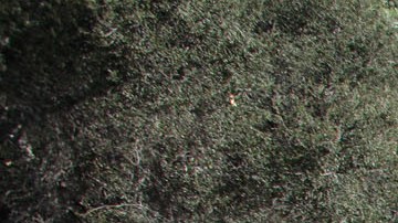 El escarabajo polífago podría acabar con 27 millones de árboles en el sur de California.