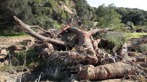 El escarabajo polífago podría acabar con 27 millones de árboles en el sur de California.
