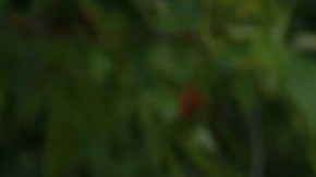 Morgan Freeman, Michael Caine y Alan Arkin en "Going in Style".