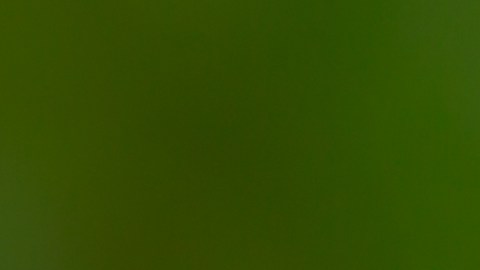 Celebra el Día de la Tierra participando en actividades de protección al medio ambiente,