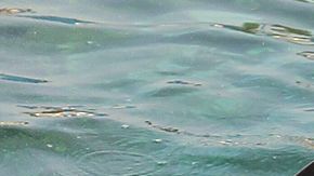 Female orca Wikie swims with her calf bo