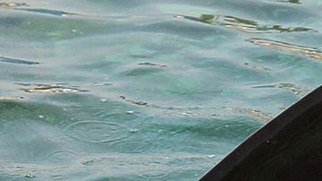 Female orca Wikie swims with her calf bo