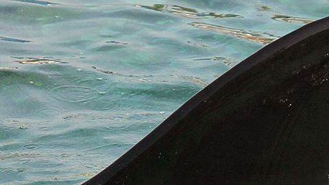 Female orca Wikie swims with her calf bo