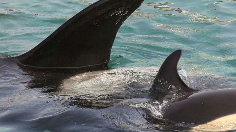 Female orca Wikie swims with her calf bo