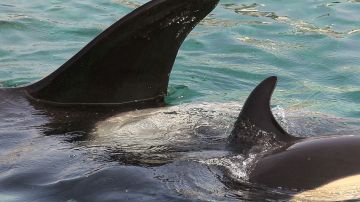 Female orca Wikie swims with her calf bo