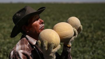 La sequía ha hecho que muchos trabajadores del campo pierdan sus empleos en California. (Getty Images)