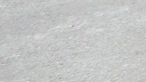 El año pasado, 670,000 perros fueron sometidos a la eutanasia en Estados Unidos.