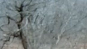 Los puercoespines demostraron que saben defenderse.