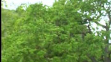 Louise Rosealma, de 20 años, habla sobre lo que ocurrió en Berkeley.