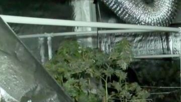 Plantación de marihuana.