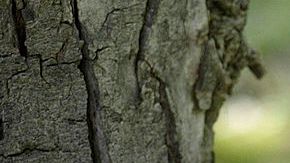 Rescued Cougar Cubs Make New Home In California