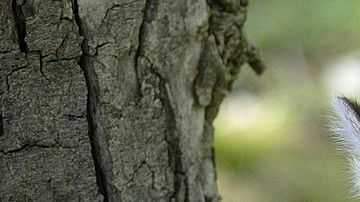 Rescued Cougar Cubs Make New Home In California