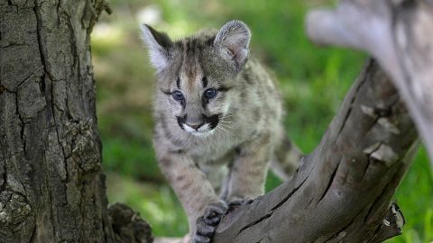 Rescued Cougar Cubs Make New Home In California