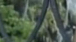 Pedro Guerrero República Dominicana.