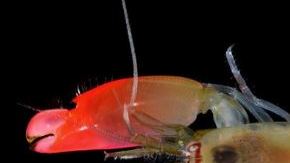 El "Synalpheus pinkfloydi" fue descubierto en las costas de Panamá