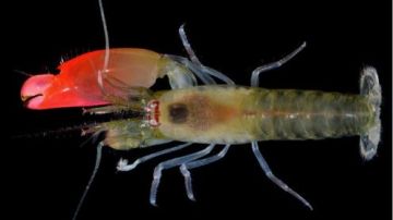 El "Synalpheus pinkfloydi" fue descubierto en las costas de Panamá