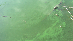 Las autoridades recomiendan a los visitantes del Parque El Dorado East Regional para que tengan precaución. (suministrada)