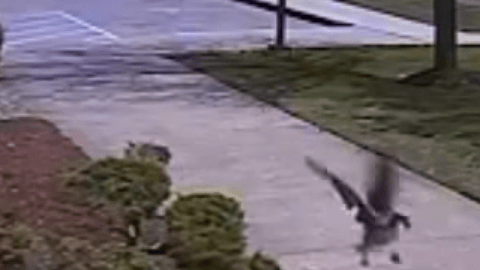 Ganso ataca policía.