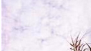 Varias residencias se han visto afectadas por los vientos severos.