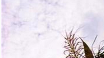 Varias residencias se han visto afectadas por los vientos severos.