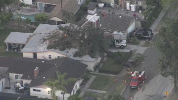 Un árbol inmenso cayó sobre una casa en Los Ángeles.