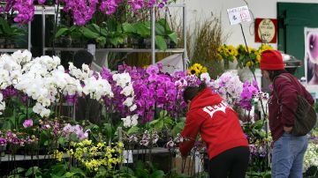Clientes aprecian orquídeas en las afueras del Mercado de Flores.